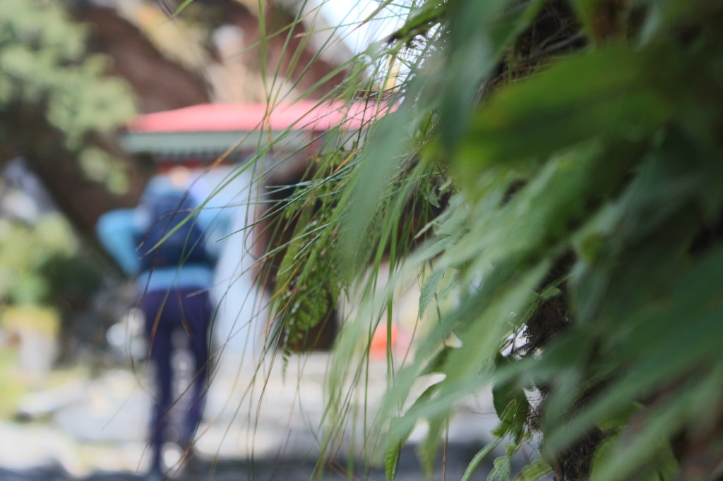 צילום מהגב של אורית ברקע, כשהיא במהלך טיול רגלי בהרי ההימליה.